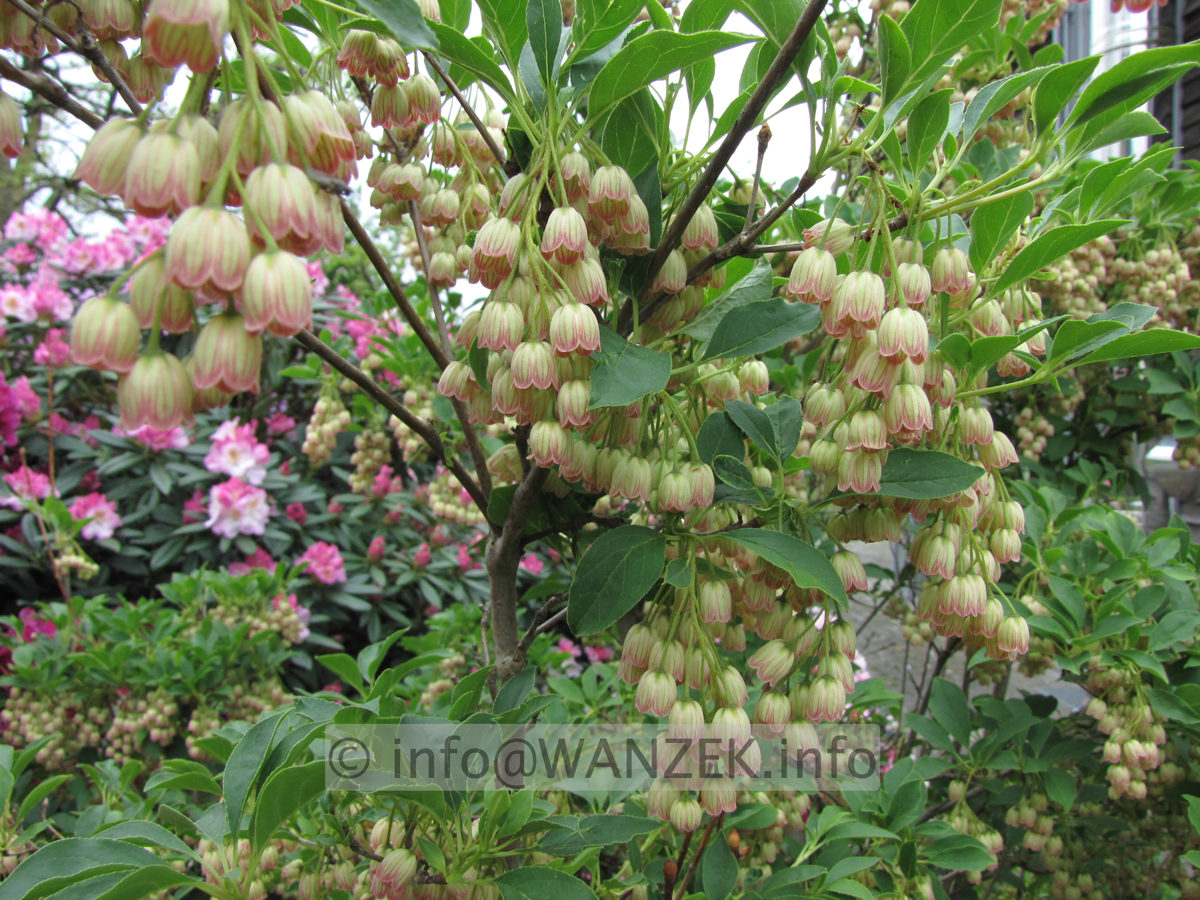 Enkianthus campanulatus - Blueten nah.JPG
